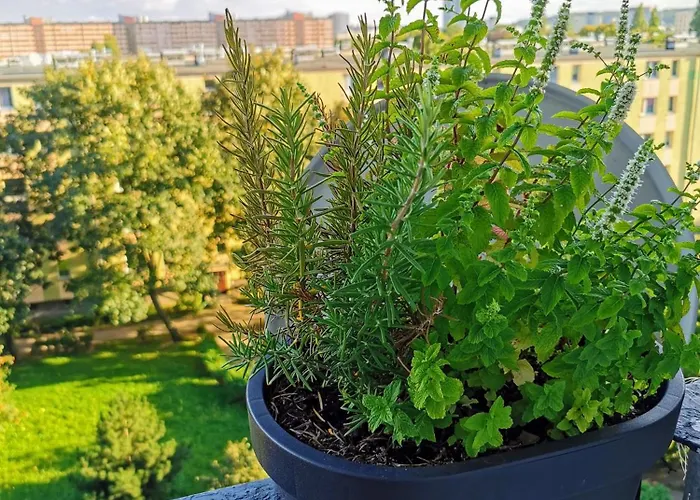 Jagiellonska Blisko Galeria Przymorze - Przymorze アパート *